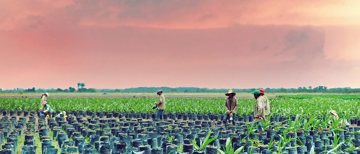 Farmers work in a field, cultivating palm oil