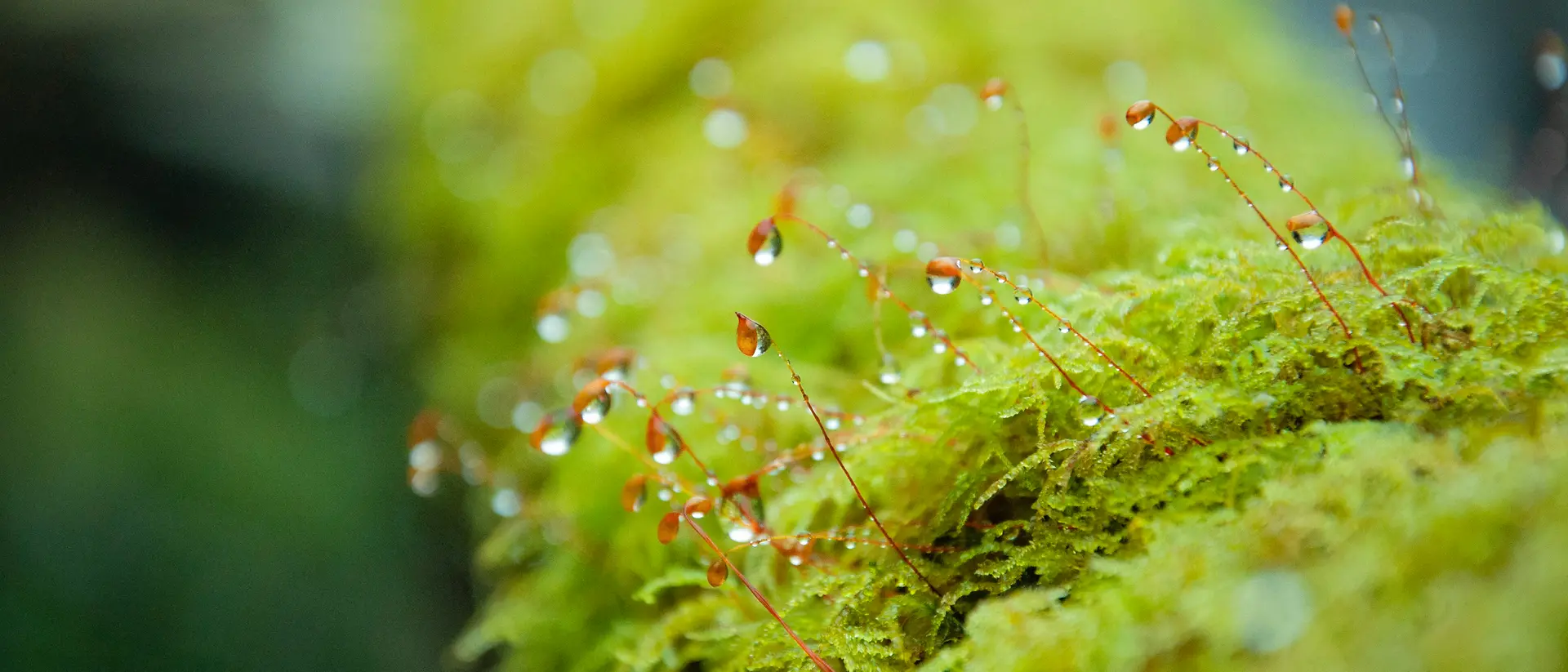 Moss with spore capsules and dew