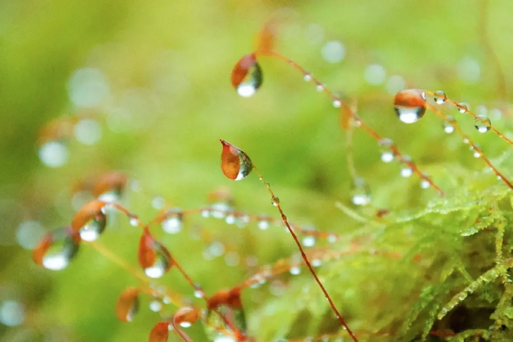 dew on grass