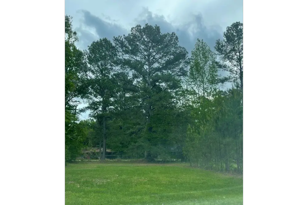 trees surrounding a patch of lawn