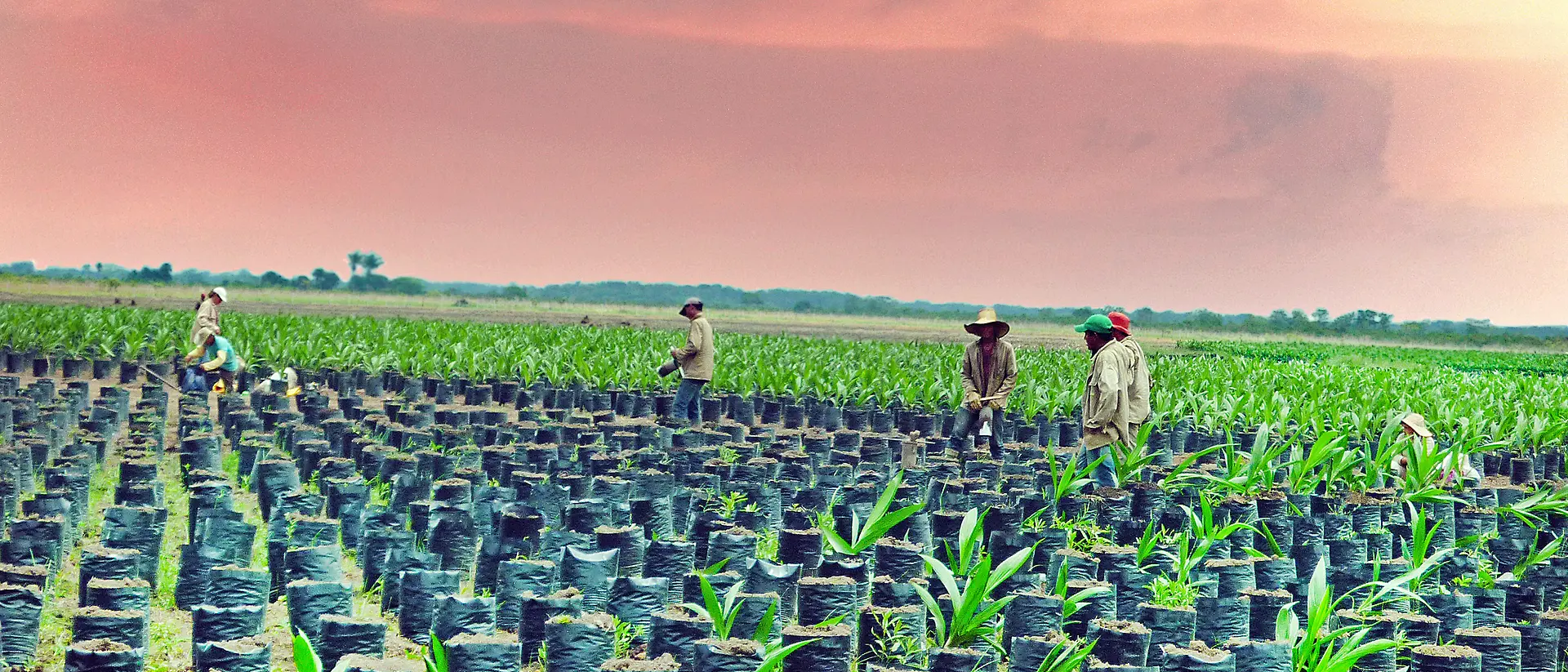 5 palm oil farmers of Colombia in a field with young palm oil trees