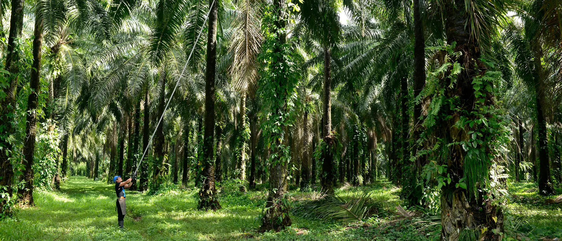 Man harvesting palm fruits in the palm forest